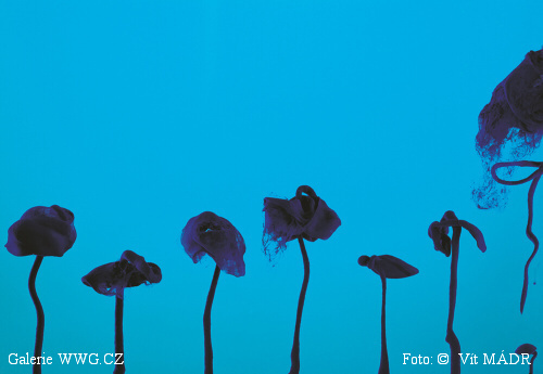 Galerie WWG.CZ - Foto: © Vít Mádr Galerie WWG.CZ - Foto: © Vít Mádr