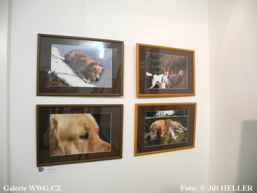 Czech Pes Photo 2011 - Galerie DESET Czech Pes Photo 2011 - Galerie DESET