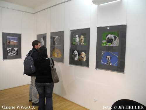 Czech Pes Photo 2011 - Galerie DESET Czech Pes Photo 2011 - Galerie DESET