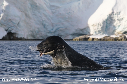 Foto: © Václav Šilha Foto: © Václav Šilha