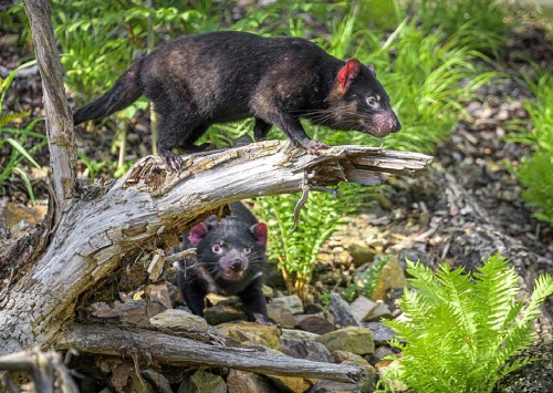 ZTICHLÁ ZOO  Miroslav Bobek a Petr Hamerník, ZOO Praha ZTICHLÁ ZOO  Miroslav Bobek a Petr Hamerník, ZOO Praha