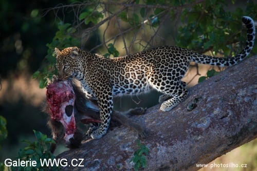 Foto: © Václav Šilha - African Way Foto: © Václav Šilha - African Way