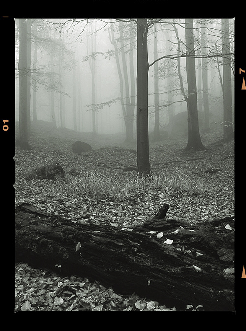 Foto: &copy; Stanislav Pokorný, Mlhy v bucích