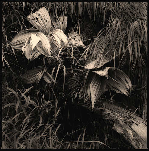 Foto: &copy; Stanislav Pokorný, Trávy