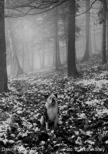 Foto: &copy; Antonín Malý