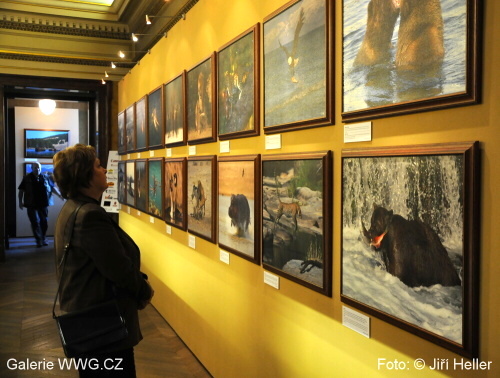 Václav Šilha, Rostislav Stach - Divočina v obrazech Václav Šilha, Rostislav Stach - Divočina v obrazech