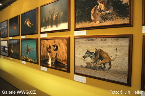 Václav Šilha, Rostislav Stach - Divočina v obrazech Václav Šilha, Rostislav Stach - Divočina v obrazech