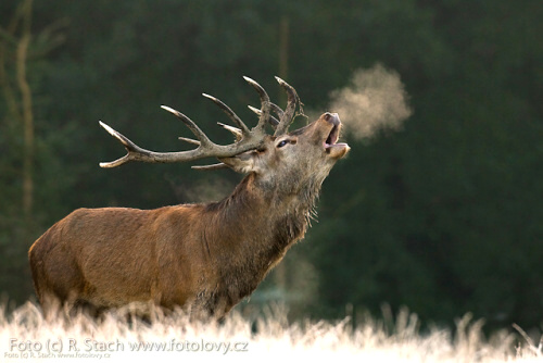 Divočina v obrazech - foto: &copy; Rostislav Stach, Fotolovy.cz