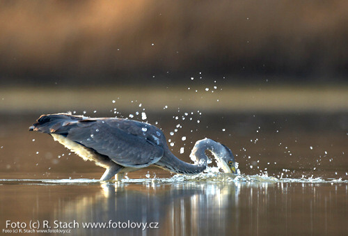 Divočina v obrazech - foto: &copy; Rostislav Stach, Fotolovy.cz