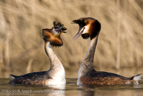 Divočina v obrazech - foto: &copy; Rostislav Stach, Fotolovy.cz