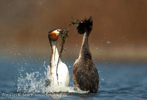 Divočina v obrazech - foto: &copy; Rostislav Stach, Fotolovy.cz