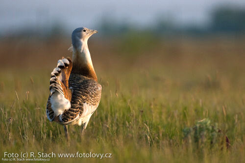 Divočina v obrazech - foto: &copy; Rostislav Stach, Fotolovy.cz