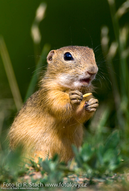 Divočina v obrazech - foto: &copy; Rostislav Stach, Fotolovy.cz