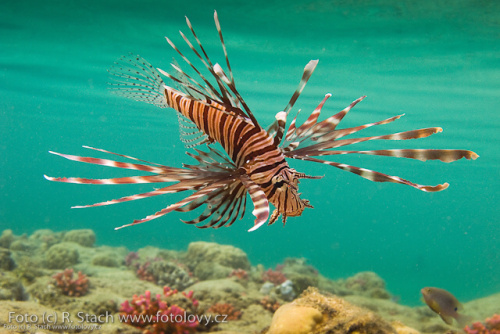Divočina v obrazech - foto: &copy; Rostislav Stach, Fotolovy.cz