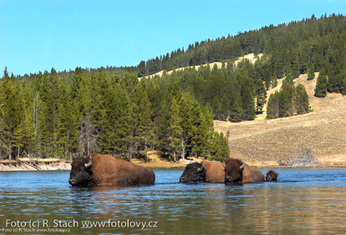 Divočina v obrazech - foto: &copy; Rostislav Stach, Fotolovy.cz