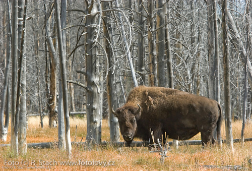 Divočina v obrazech - foto: &copy; Rostislav Stach, Fotolovy.cz