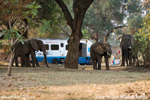 PANGEO TOURS - Foto: &copy; Jan William Drnek - NP South Luangwa, Zambie