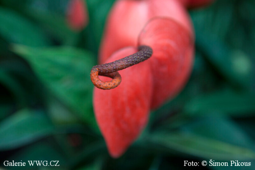 Foto: &copy; Šimon Pikous