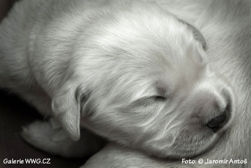 Foto: © Jaromír Antoš Foto: © Jaromír Antoš