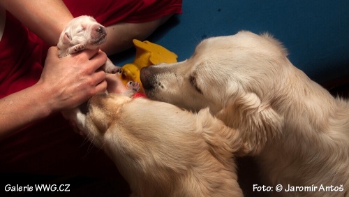 Foto: © Jaromír Antoš Foto: © Jaromír Antoš