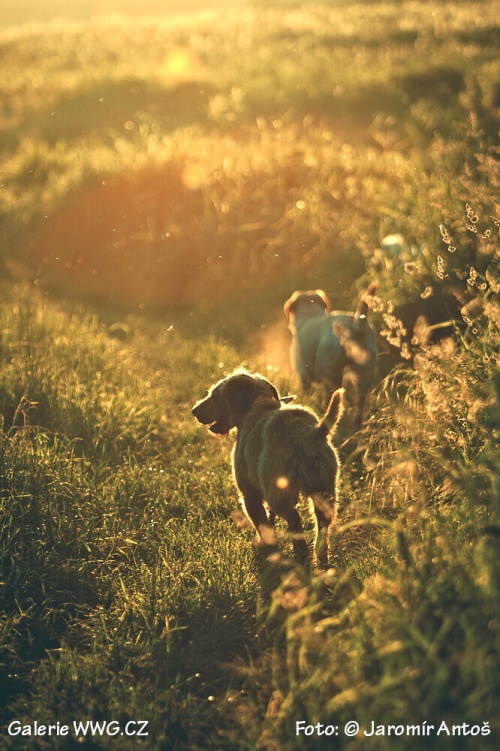 Foto: © Jaromír Antoš Foto: © Jaromír Antoš