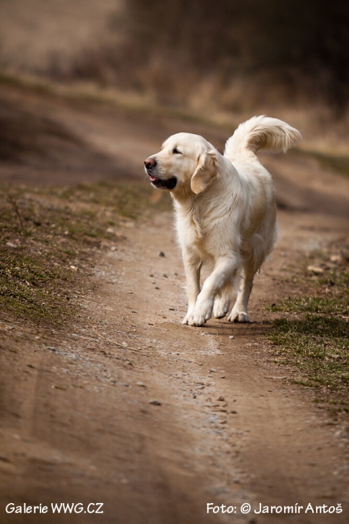 Foto: © Jaromír Antoš Foto: © Jaromír Antoš
