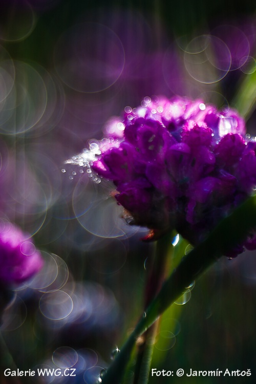 Foto: © Jaromír Antoš Foto: © Jaromír Antoš