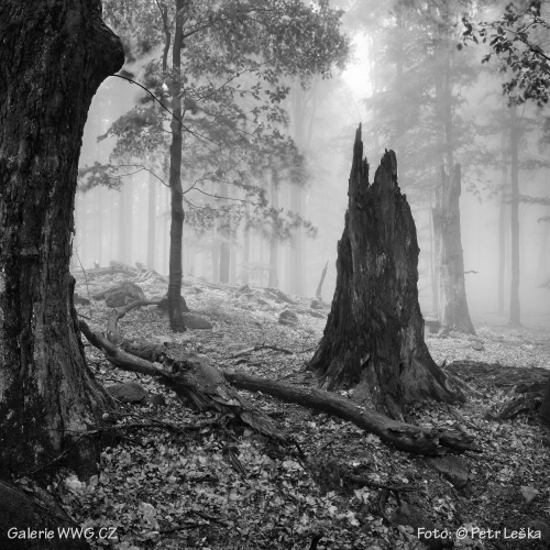 Když cvakne spoušť - Foto: © Petr Leška - Proměny Když cvakne spoušť - Foto: © Petr Leška - Proměny