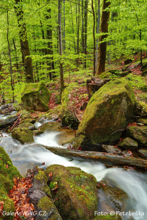 Když cvakne spoušť - Foto: © Petr Leška - Živá voda Když cvakne spoušť - Foto: © Petr Leška - Živá voda