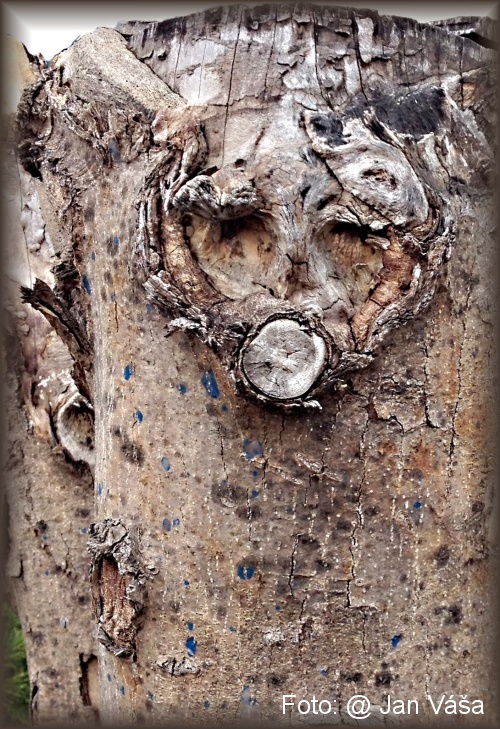 Foto: &copy; Jan Váša