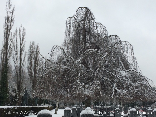 Foto: © Dagmar Ultzenová Foto: © Dagmar Ultzenová