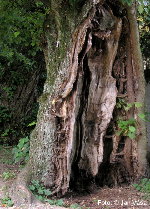 Foto: &copy; Jan Váša