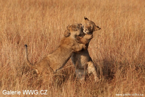 Foto: © Václav Šilha - African Way