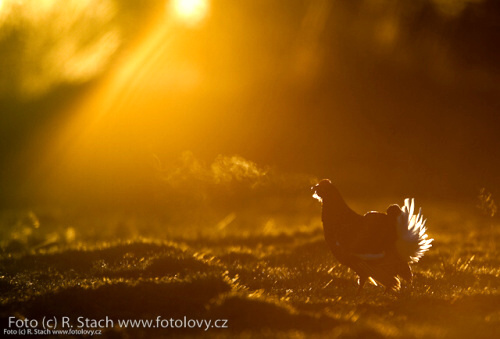 Divočina v obrazech - foto: © Rostislav Stach, Fotolovy.cz Divočina v obrazech - foto: © Rostislav Stach, Fotolovy.cz