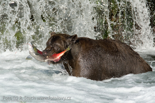 Divočina v obrazech - foto: © Rostislav Stach, Fotolovy.cz Divočina v obrazech - foto: © Rostislav Stach, Fotolovy.cz