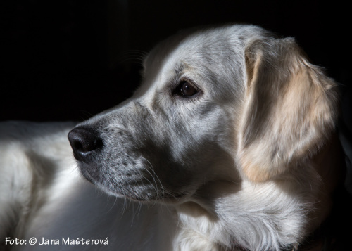 ENZO Medové dny 2015 Foto: © Jana Mašterová